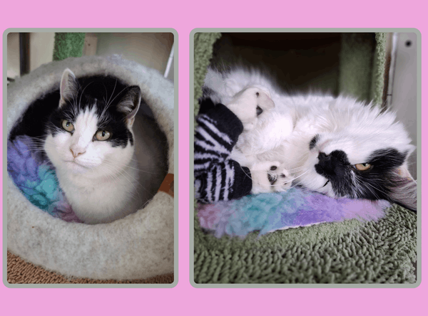 Heidi’s Courageous Cat Foundation