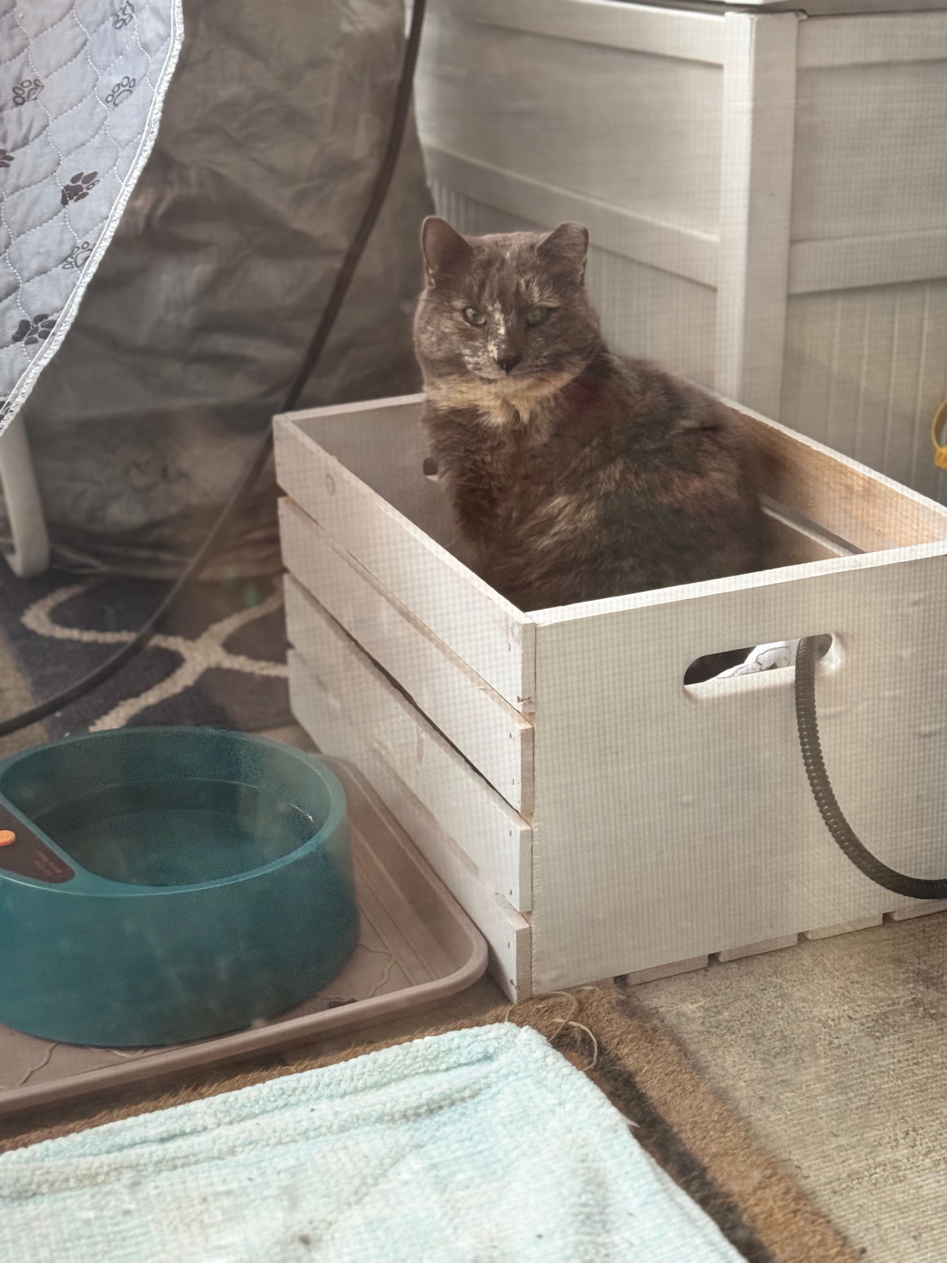 All These Cats Feed and Rescue