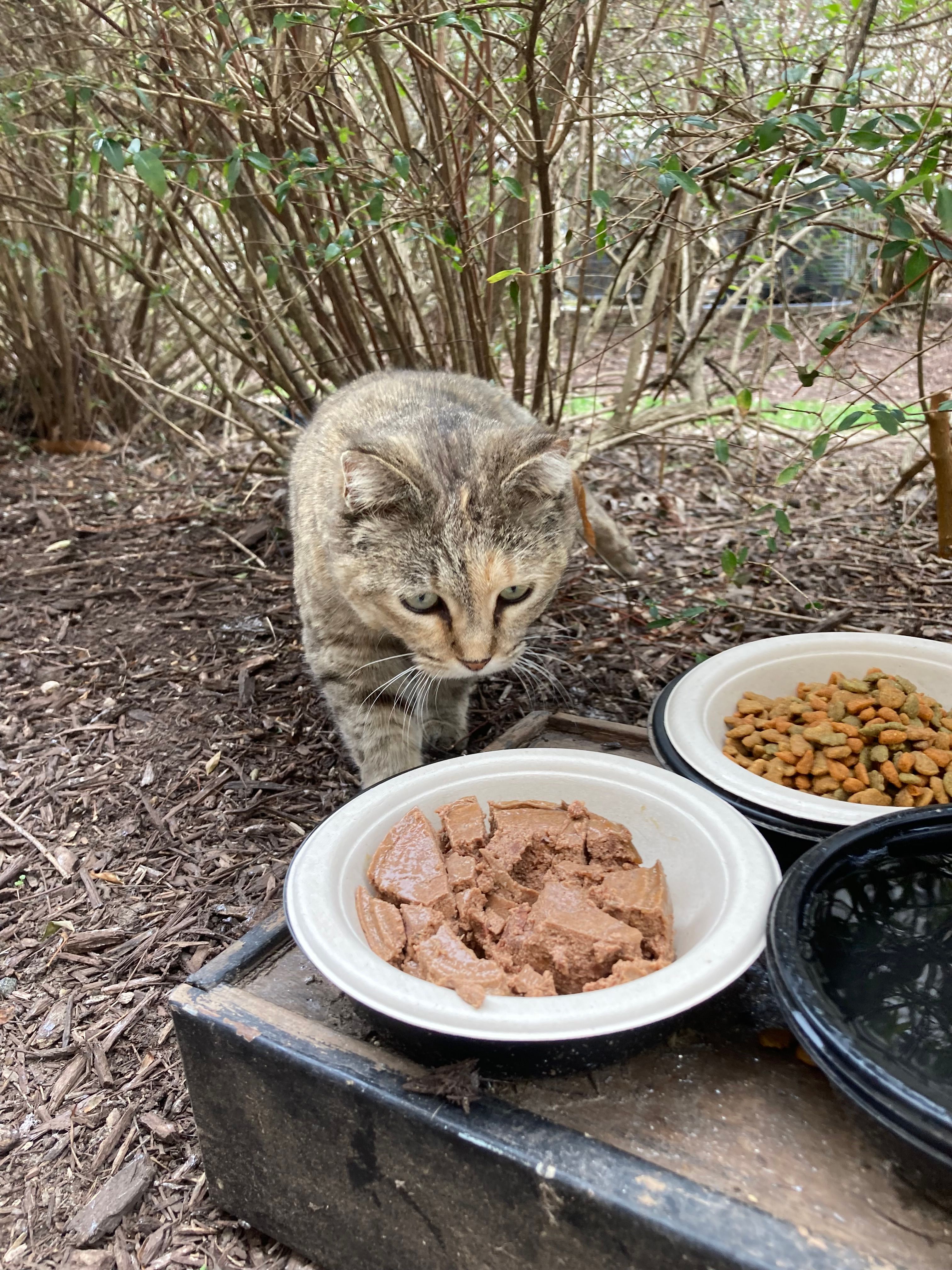 All These Cats Feed and Rescue