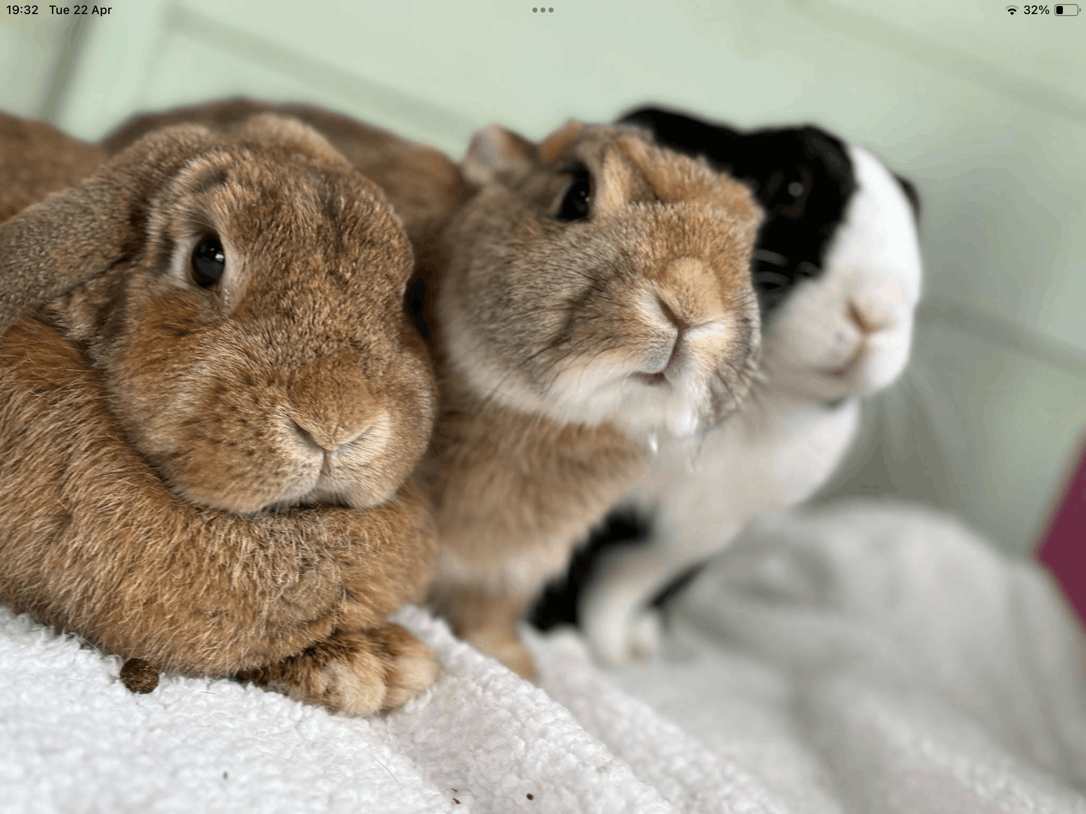 Carrot Cottage Rabbit Rescue