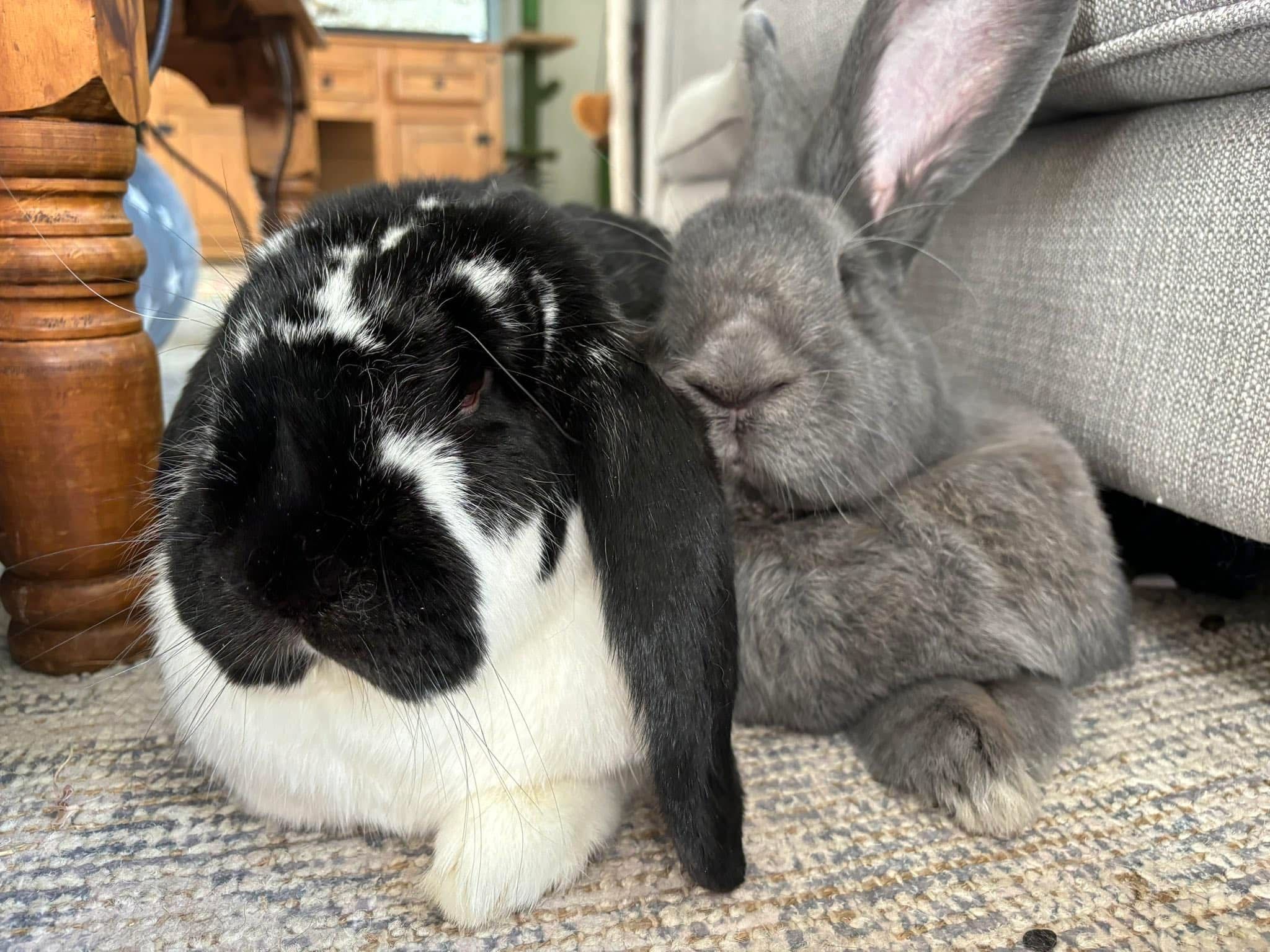 Carrot Cottage Rabbit Rescue