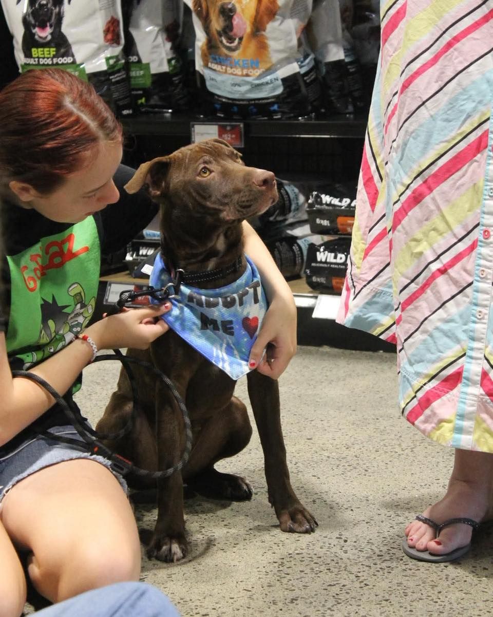 Auckland Puppy Rescue