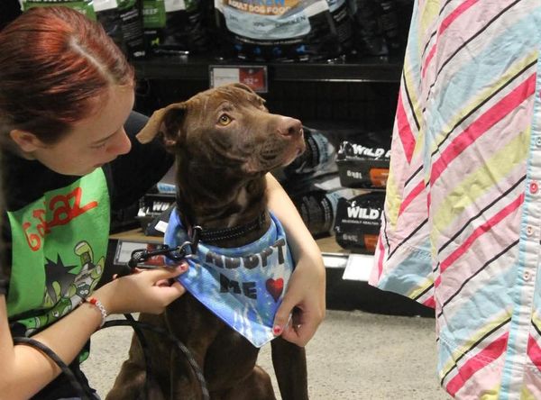 Auckland Puppy Rescue