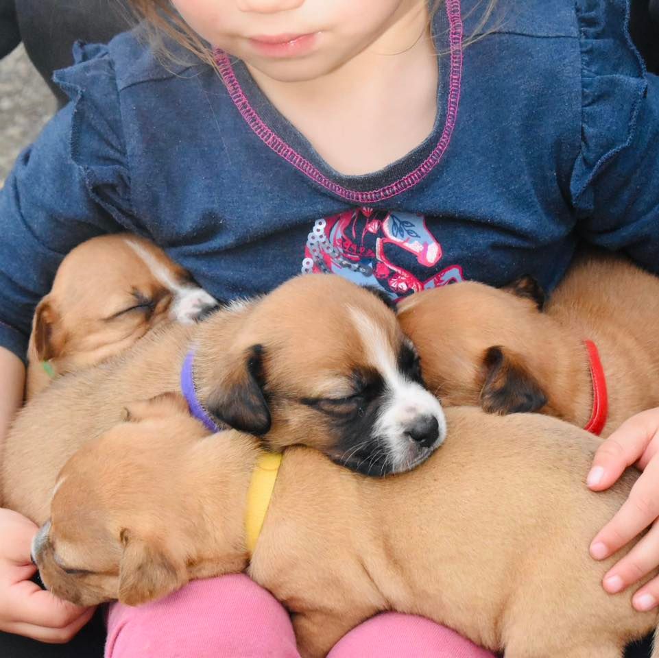 Auckland Puppy Rescue