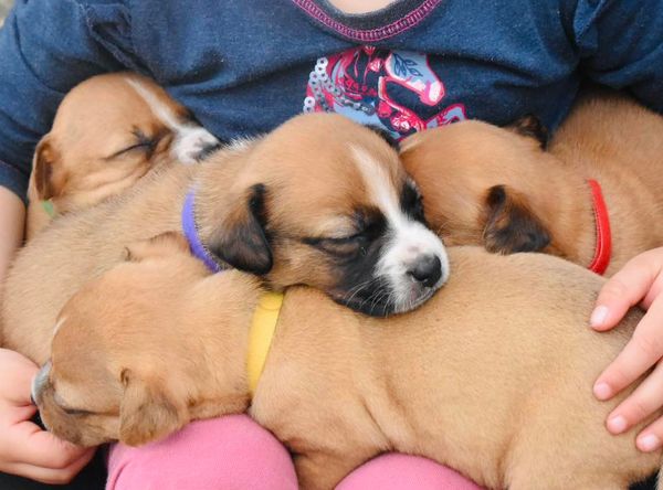 Auckland Puppy Rescue