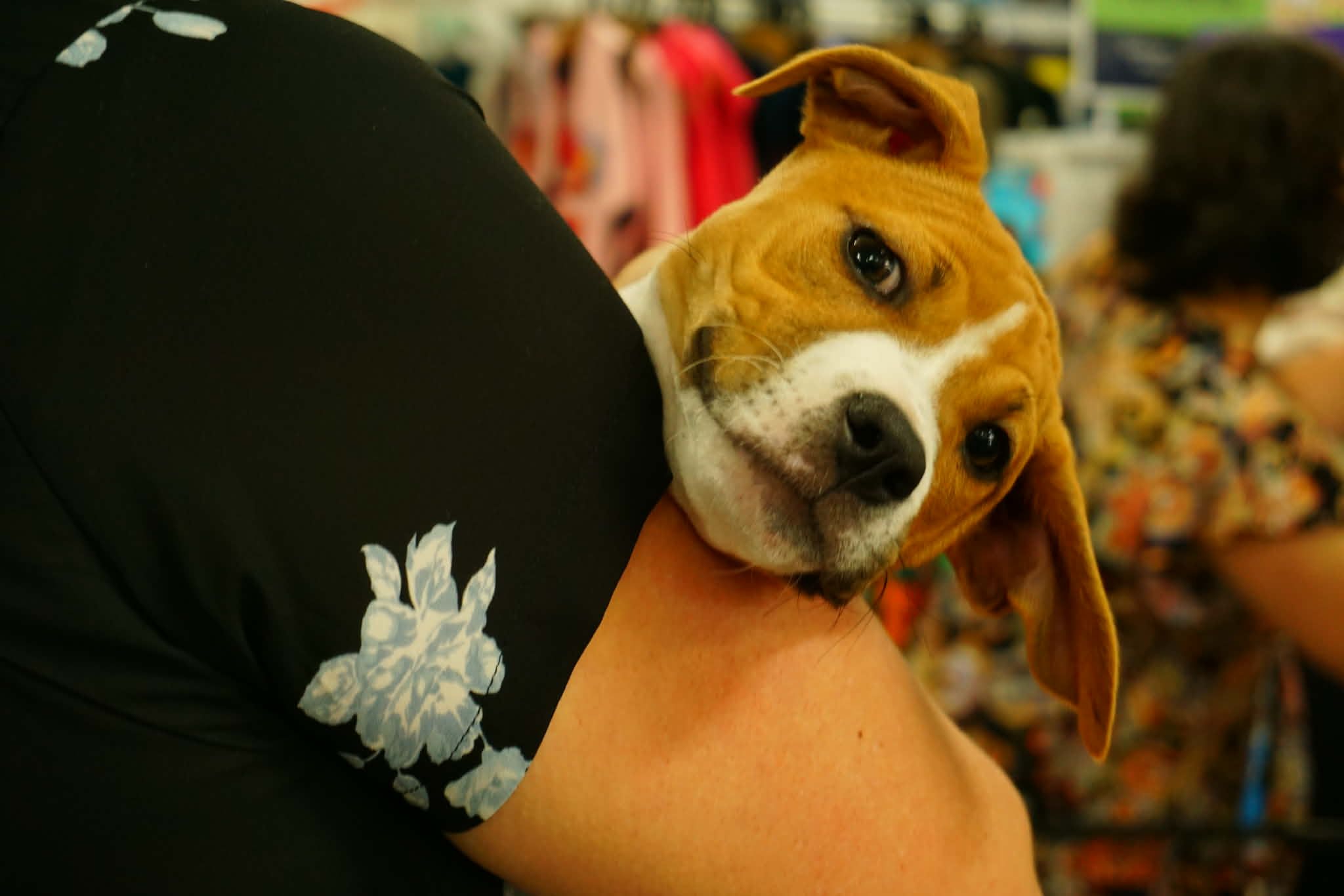 Auckland Puppy Rescue