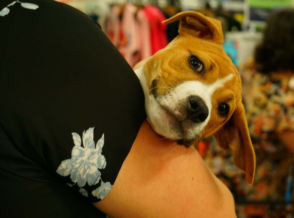 Auckland Puppy Rescue