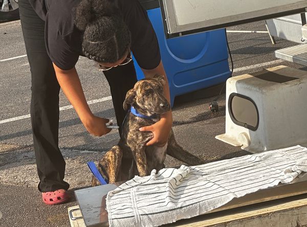 Delilahs Hope Rescue