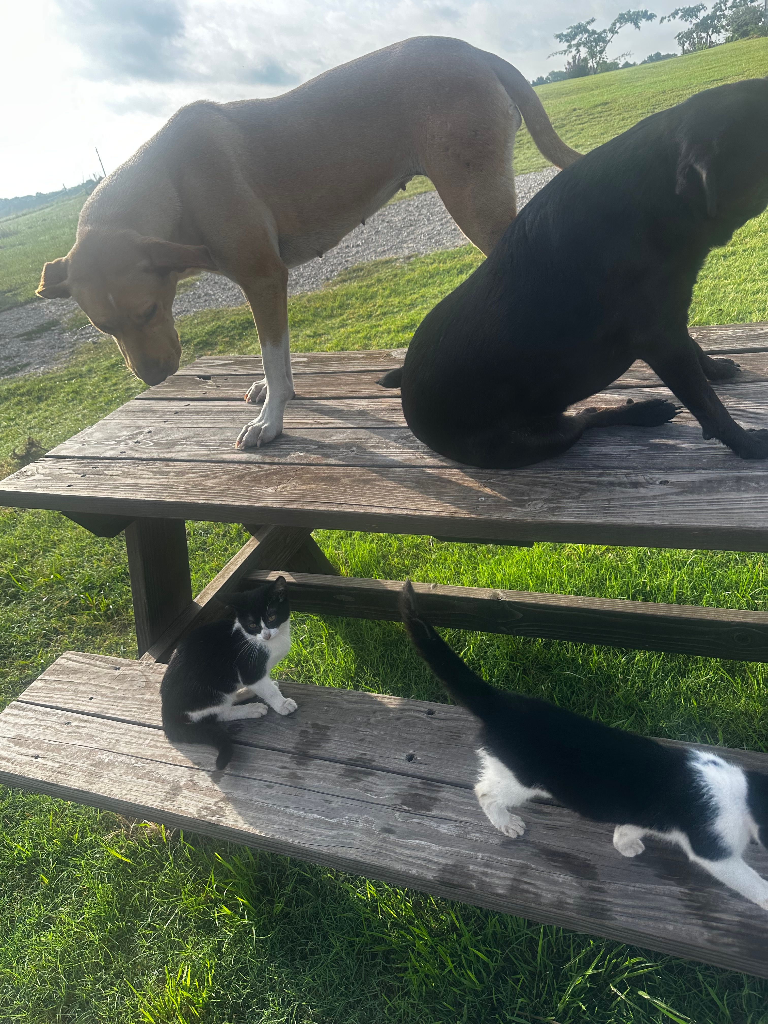 Delilahs Hope Rescue