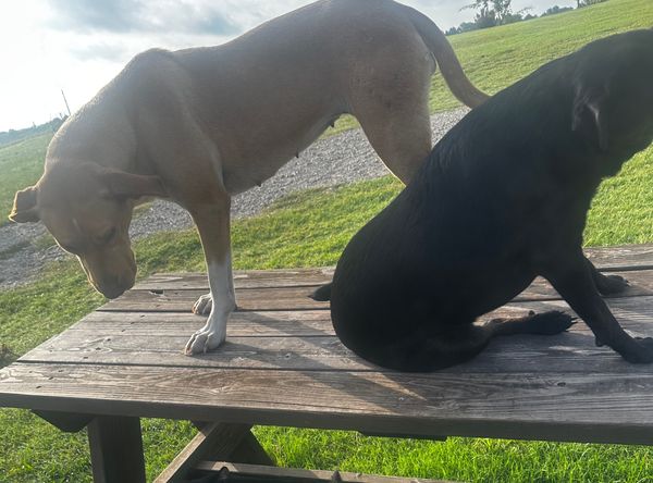 Delilahs Hope Rescue