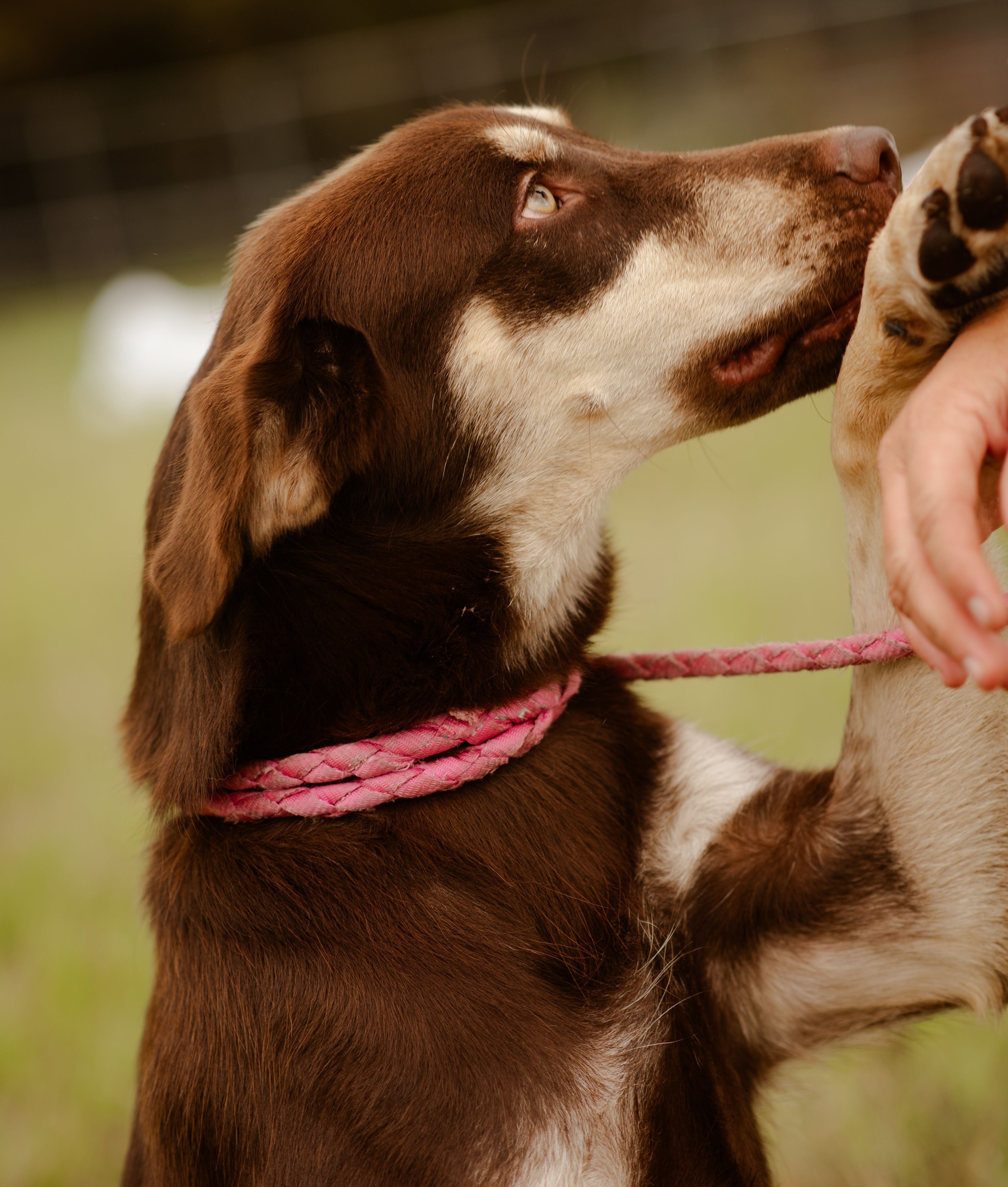 Delilahs Hope Rescue