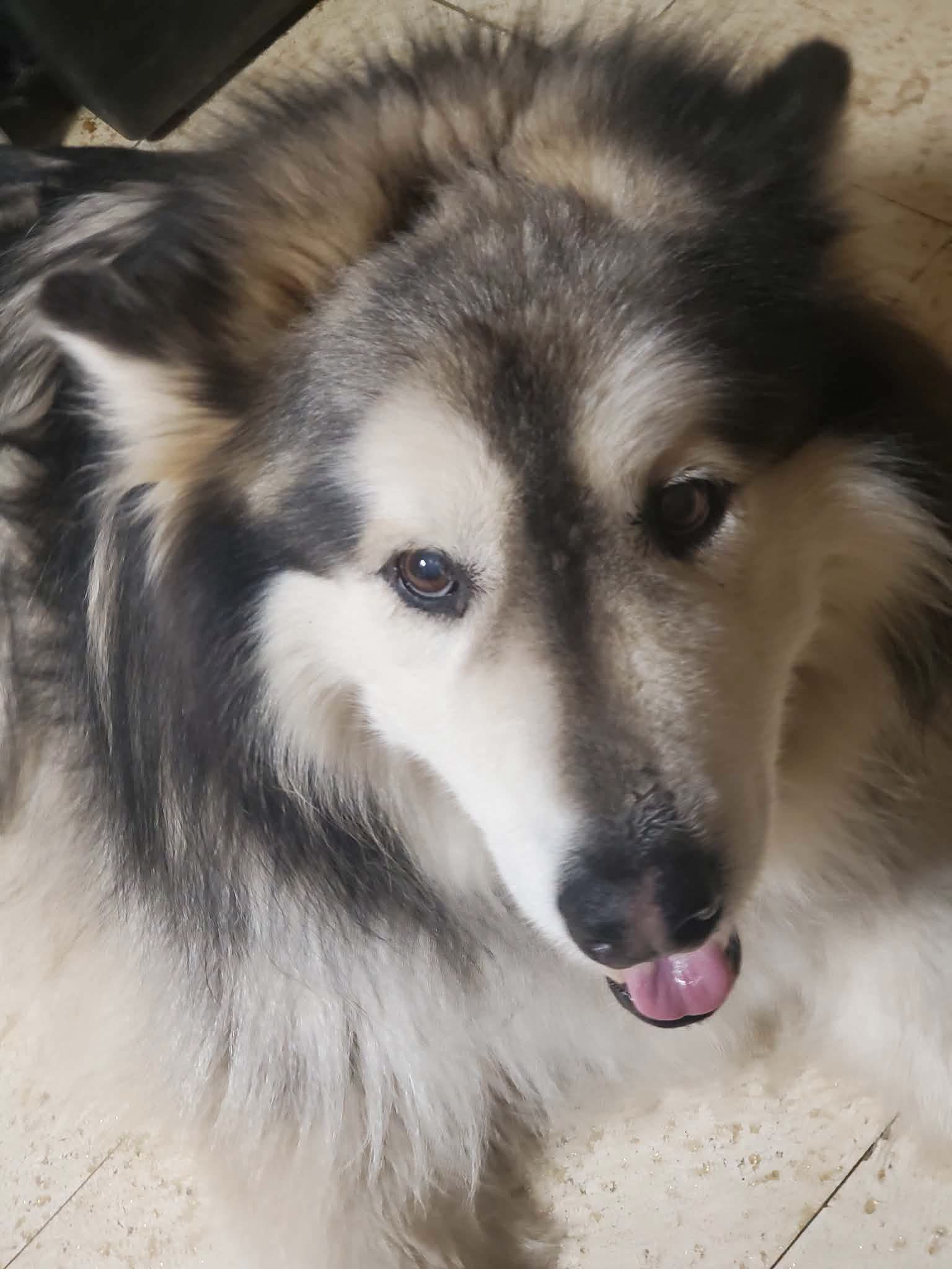 Decator's Place / Mid Missouri Malamute Rescue