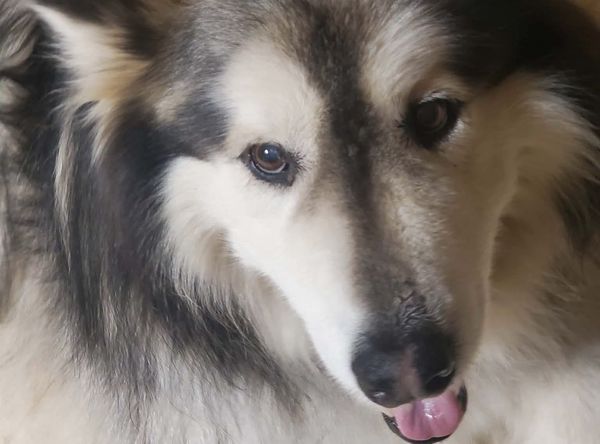 Decator's Place / Mid Missouri Malamute Rescue