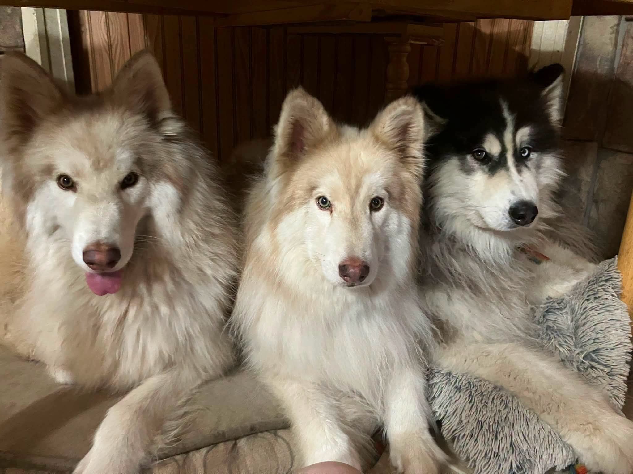 Decator's Place / Mid Missouri Malamute Rescue