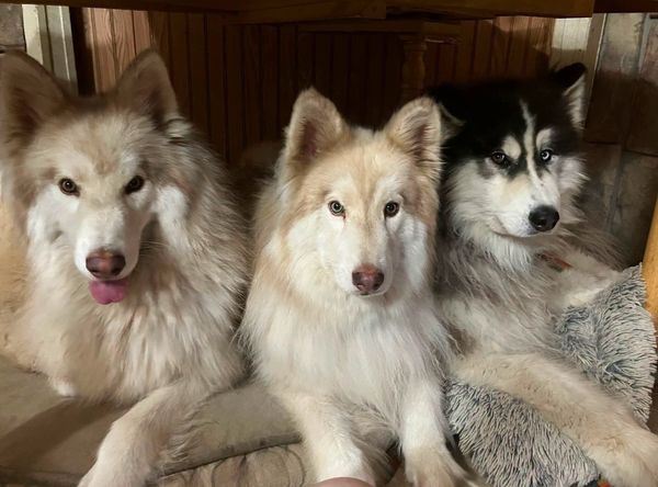 Decator's Place / Mid Missouri Malamute Rescue