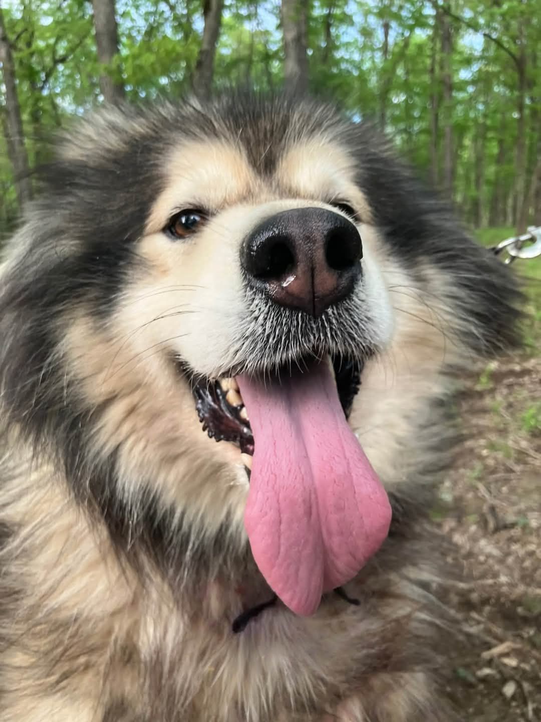 Decator's Place / Mid Missouri Malamute Rescue