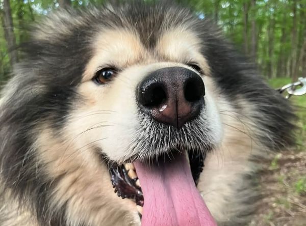Decator's Place / Mid Missouri Malamute Rescue
