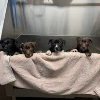 South Coast Humane Society in Brookings Oregon