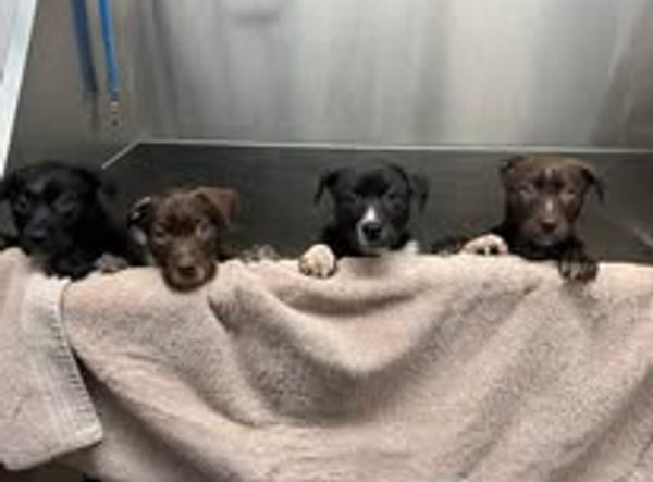 South Coast Humane Society in Brookings Oregon