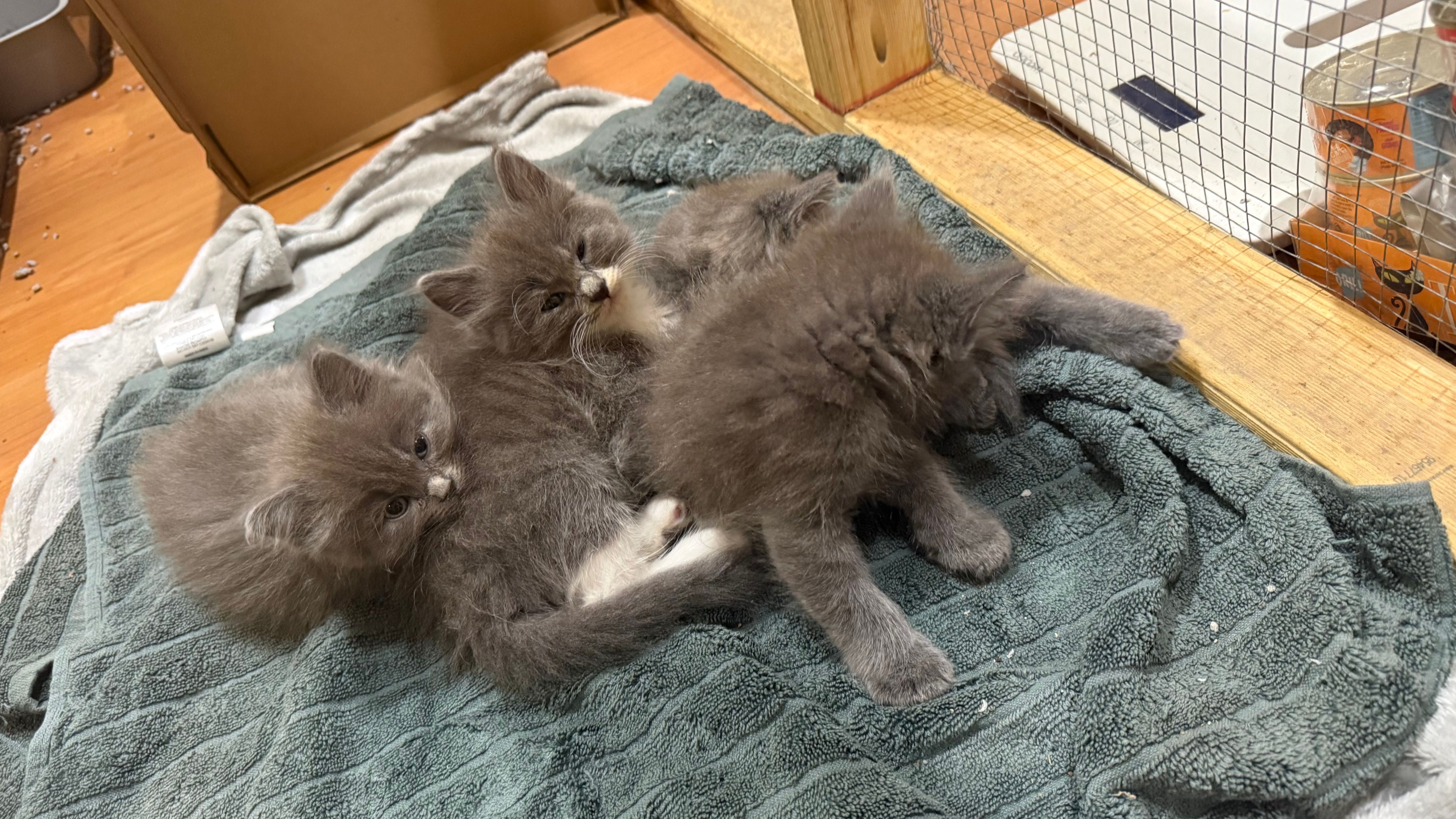 Cartmills Animal Rescue