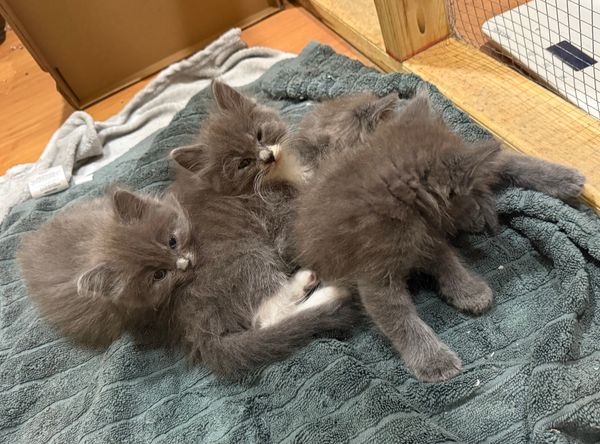 Cartmills Animal Rescue