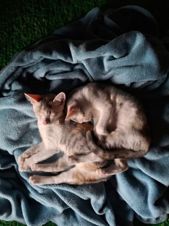 Cartmills Animal Rescue