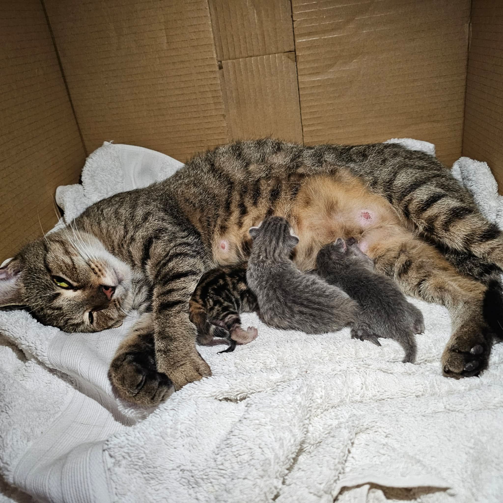 Cartmills Animal Rescue