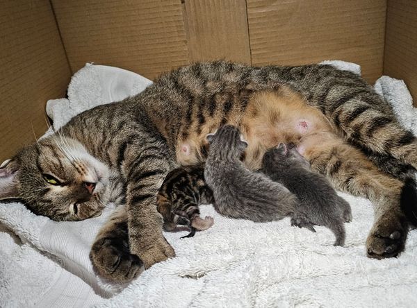 Cartmills Animal Rescue