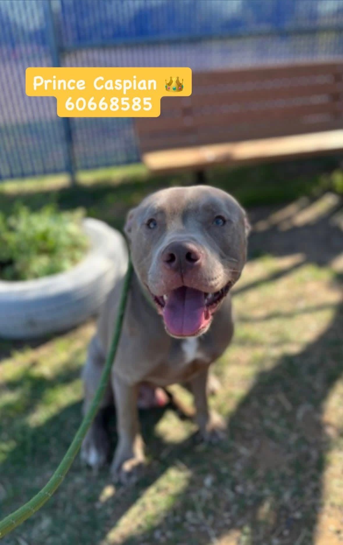 Pound Pitties Dog Rescue
