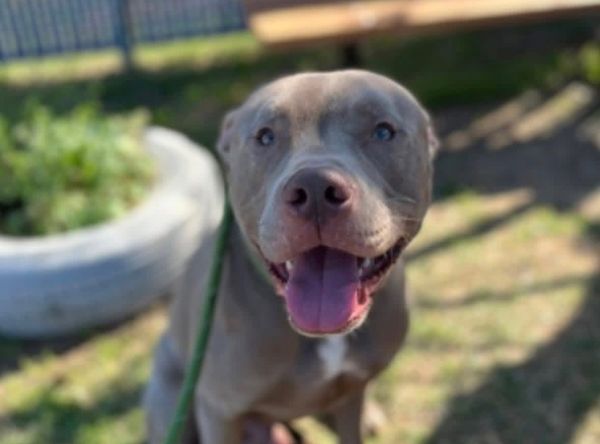 Pound Pitties Dog Rescue