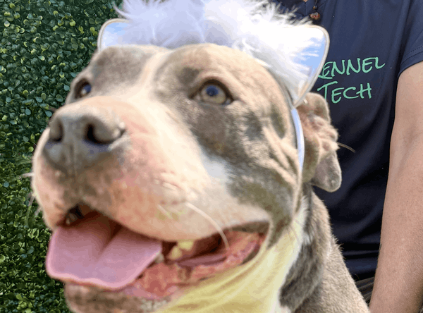 Pound Pitties Dog Rescue