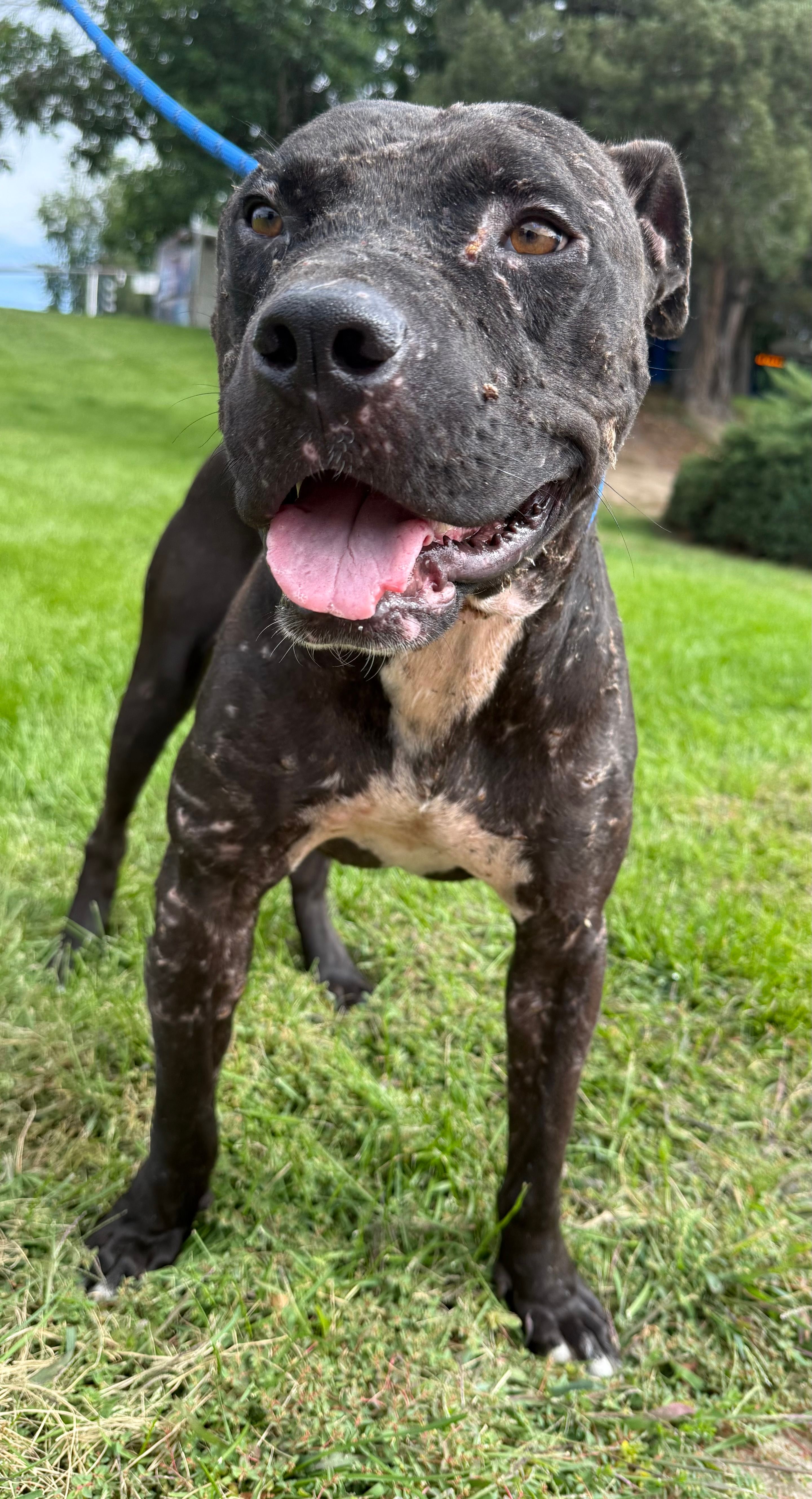 Pound Pitties Dog Rescue