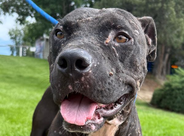 Pound Pitties Dog Rescue