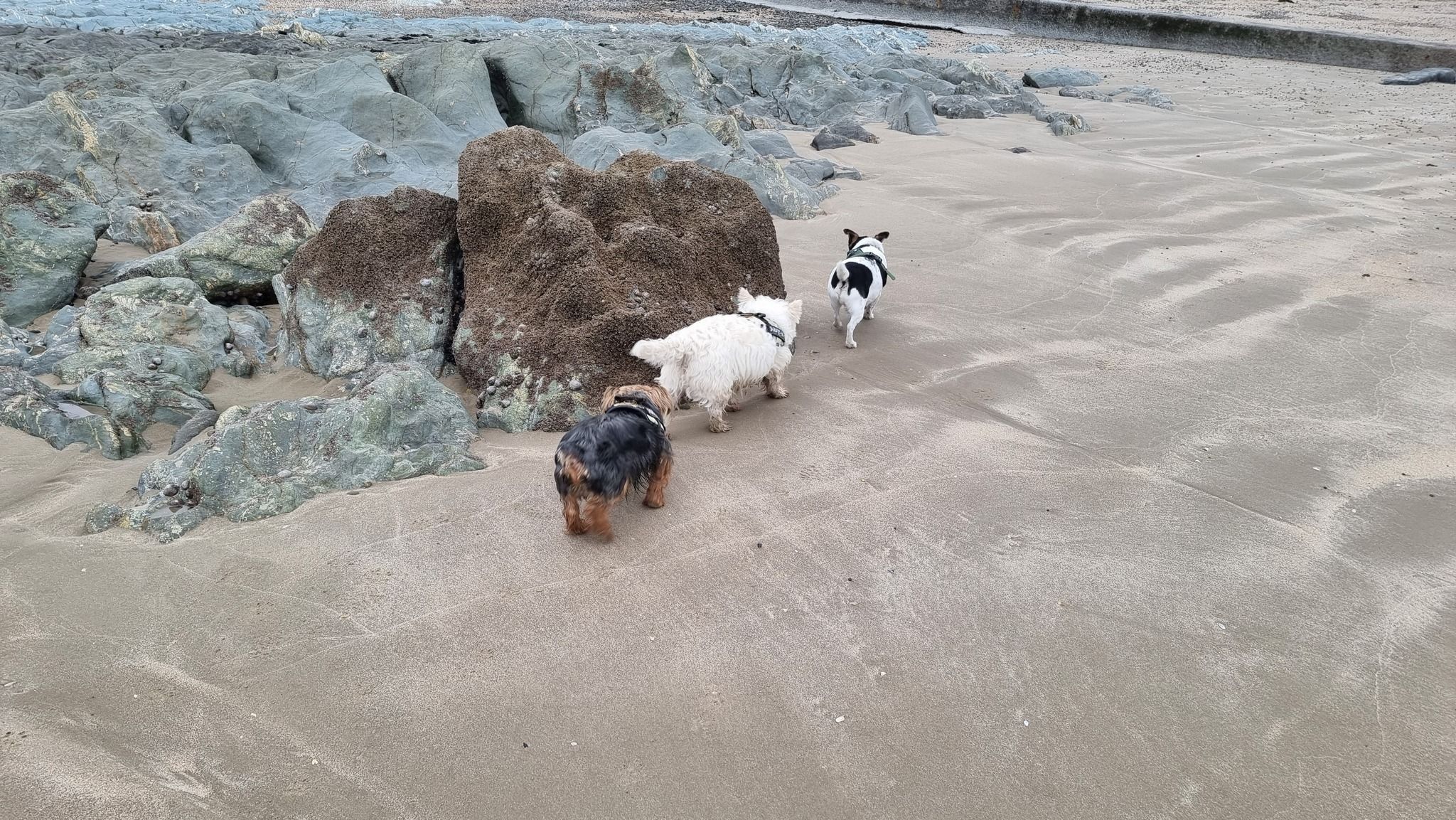 PAWS animal rescue