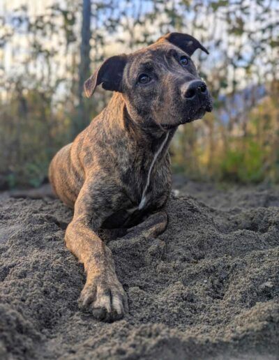 PAWS animal rescue