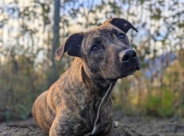 PAWS animal rescue