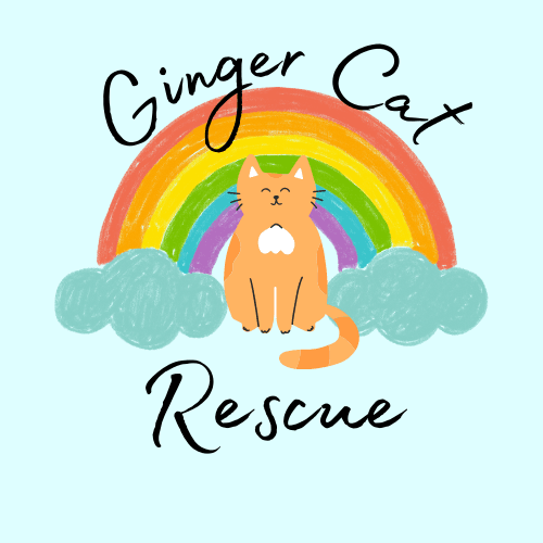 Ginger Cat Rescue