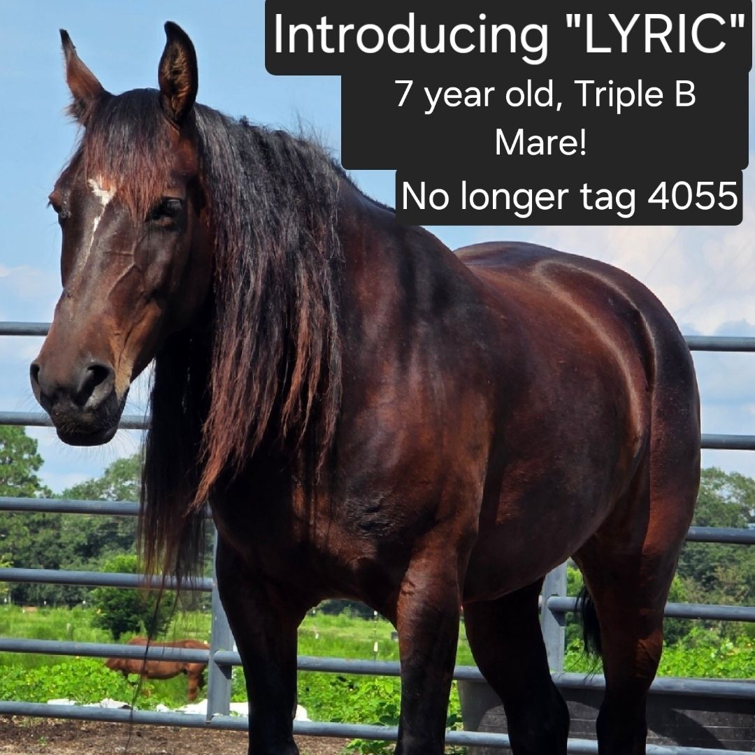 Heart of the Wild Equine Rescue