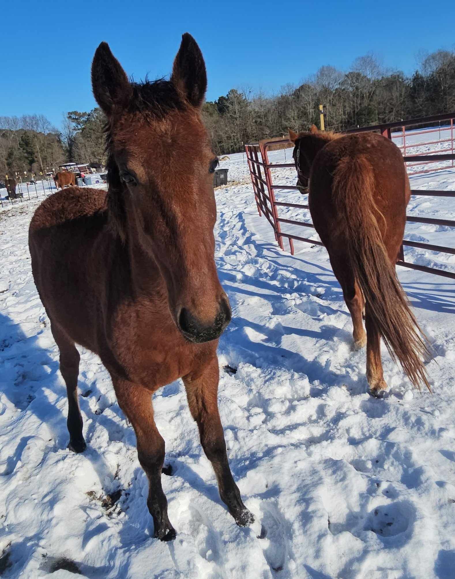Heart of the Wild Equine Rescue