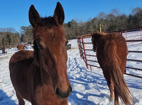 Heart of the Wild Equine Rescue