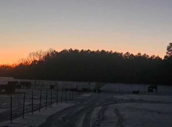 Heart of the Wild Equine Rescue