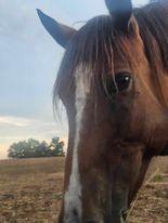 Heart of the Wild Equine Rescue