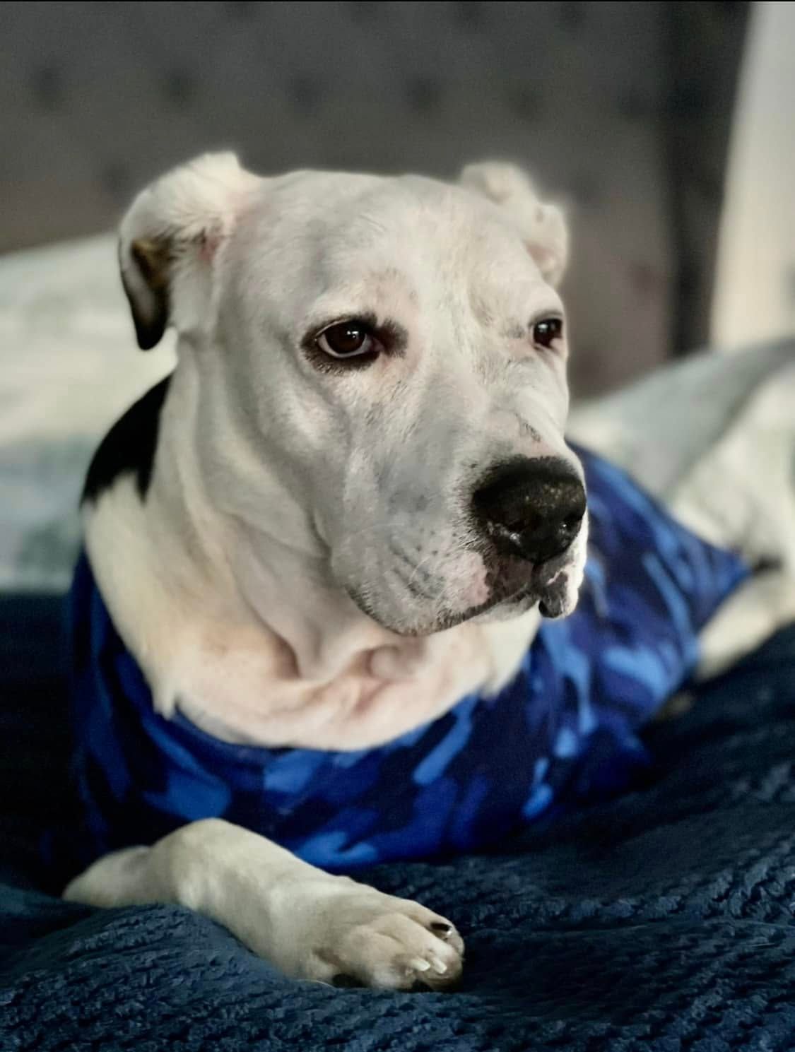 Sweet Noah Animal Rescue