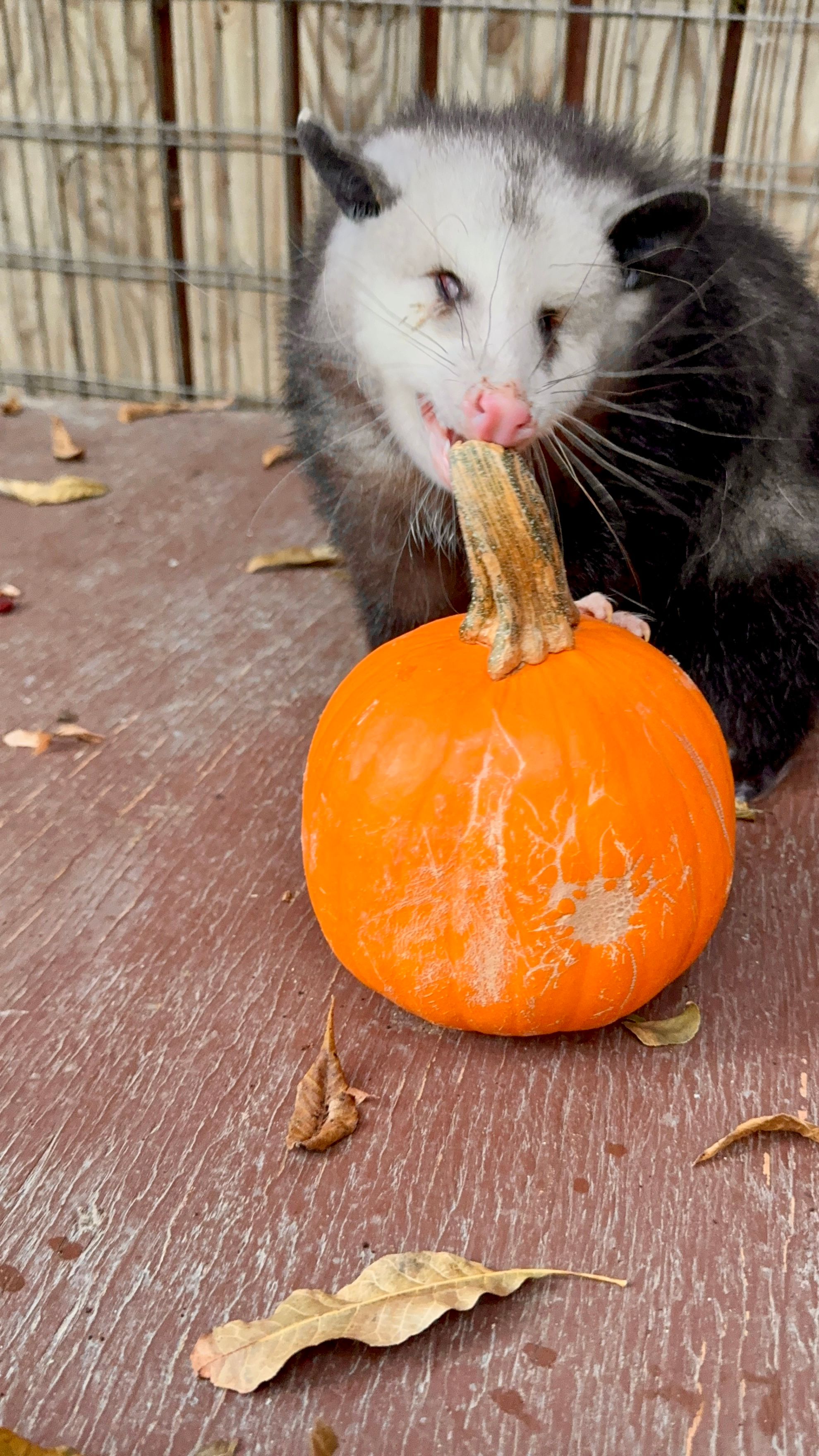 Heard Natural Science Museum and Wildlife Sanctuary