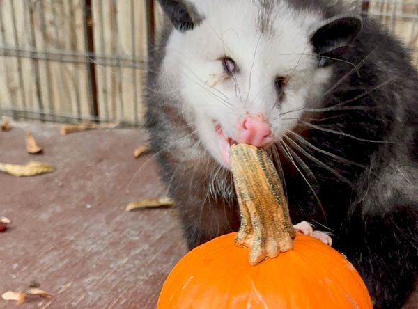 Heard Natural Science Museum and Wildlife Sanctuary