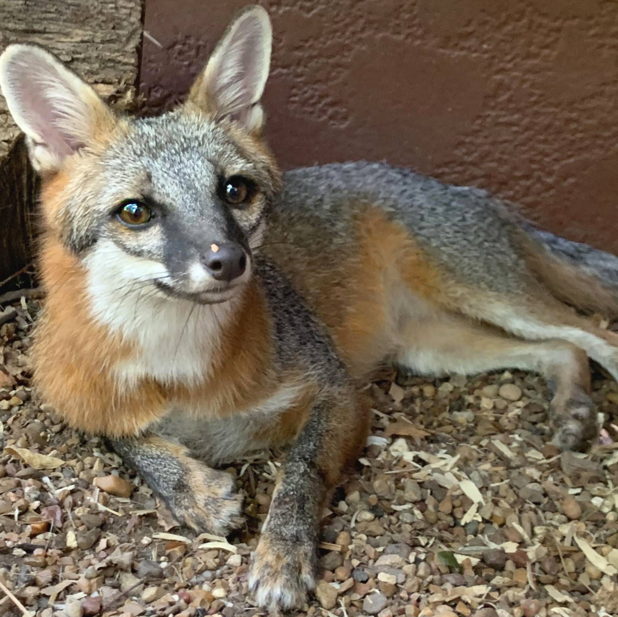 Heard Natural Science Museum and Wildlife Sanctuary