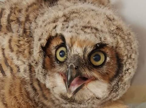 Rogers Wildlife Rehabilitation, Hutchins, TX