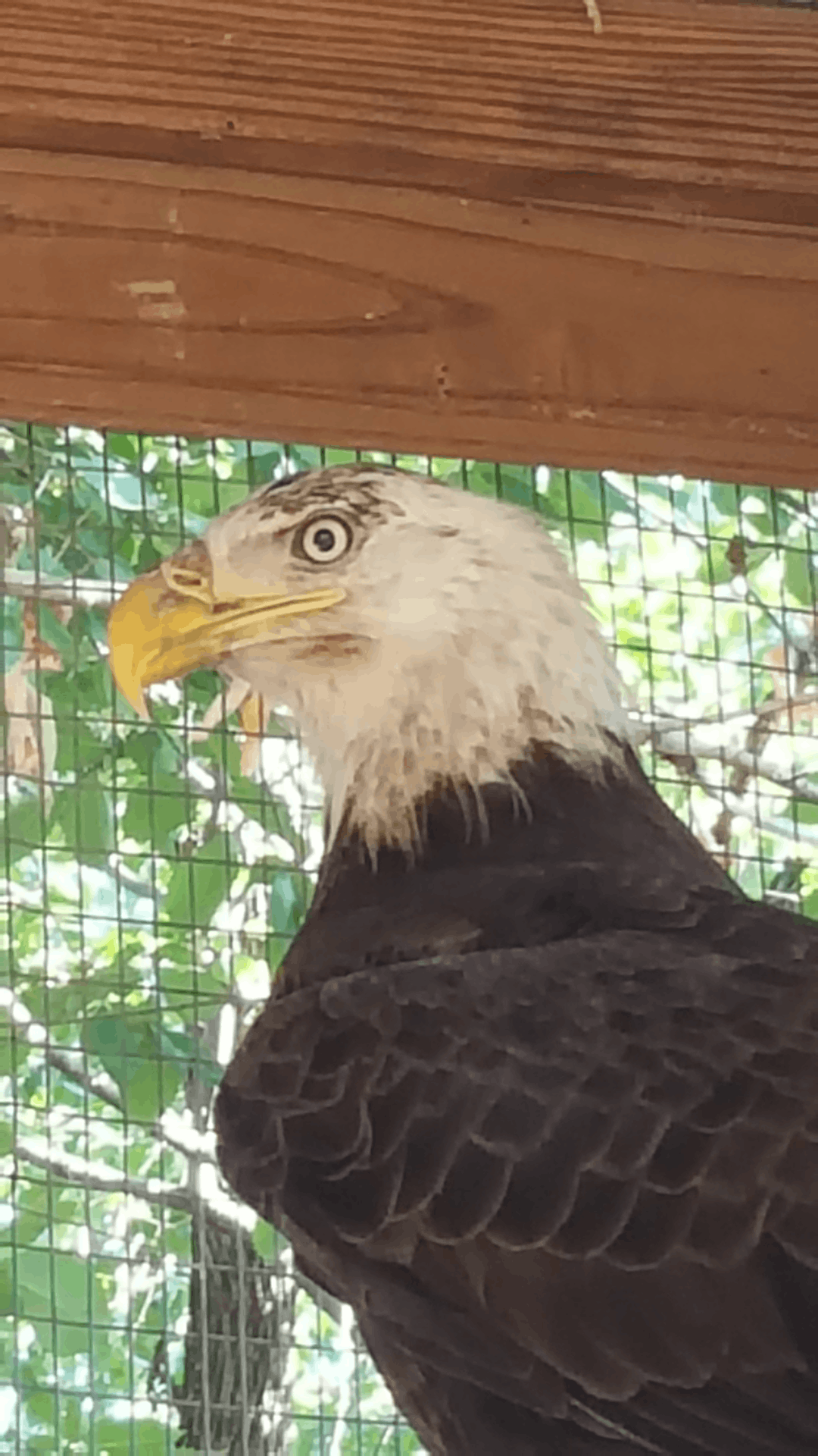 Rogers Wildlife Rehabilitation, Hutchins, TX