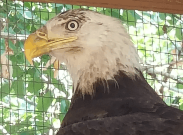 Rogers Wildlife Rehabilitation, Hutchins, TX