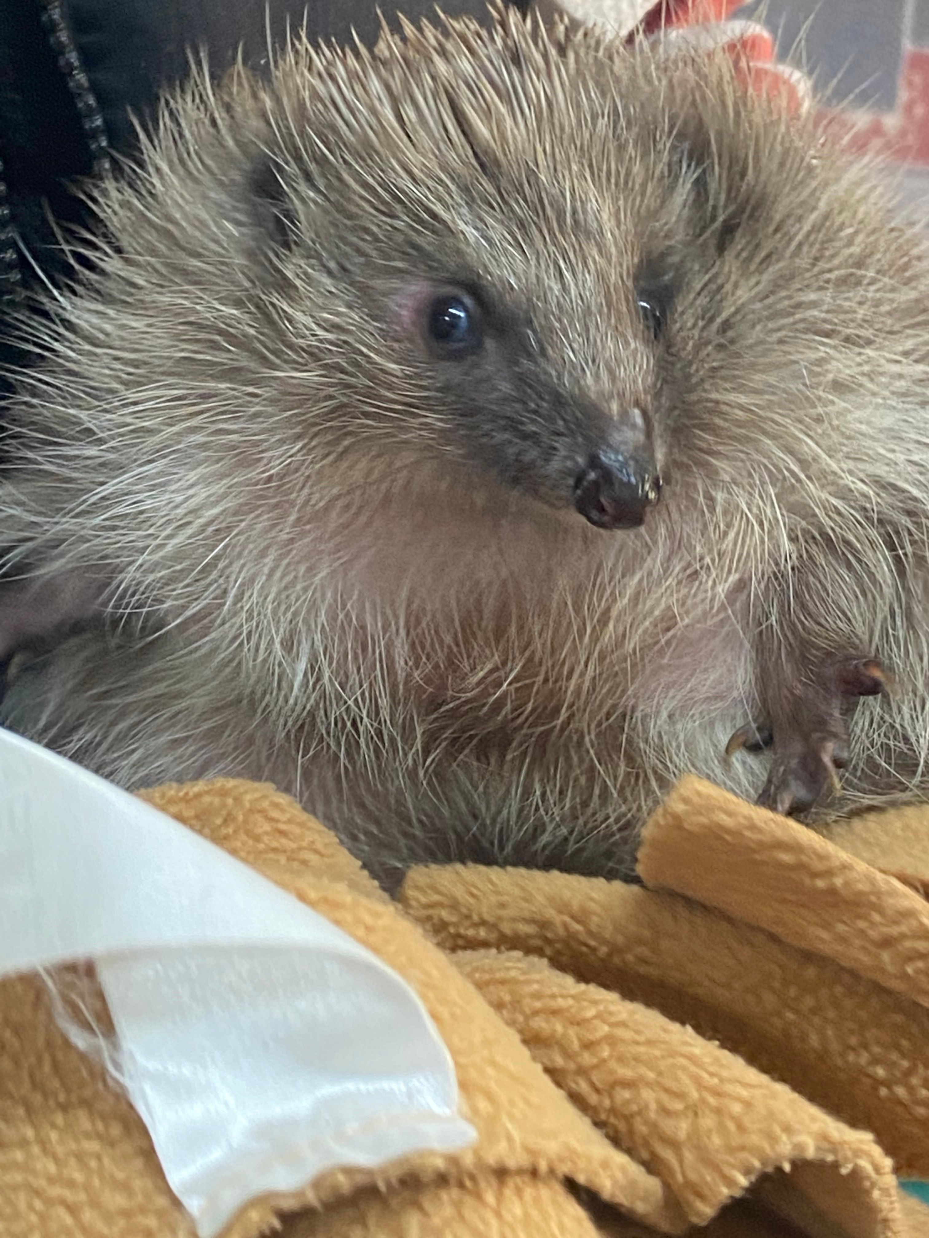 Prickles in a Pickle